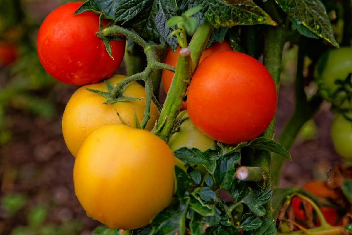 Plantar Tomate A Partir Das Rodelas Do Fruto M Todo F Cil De Cultivo