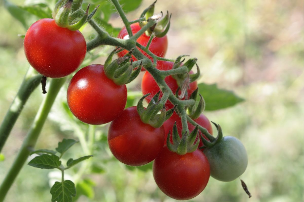 Como cultivar tomate-cereja em vaso (Reprodução Canva Pro)