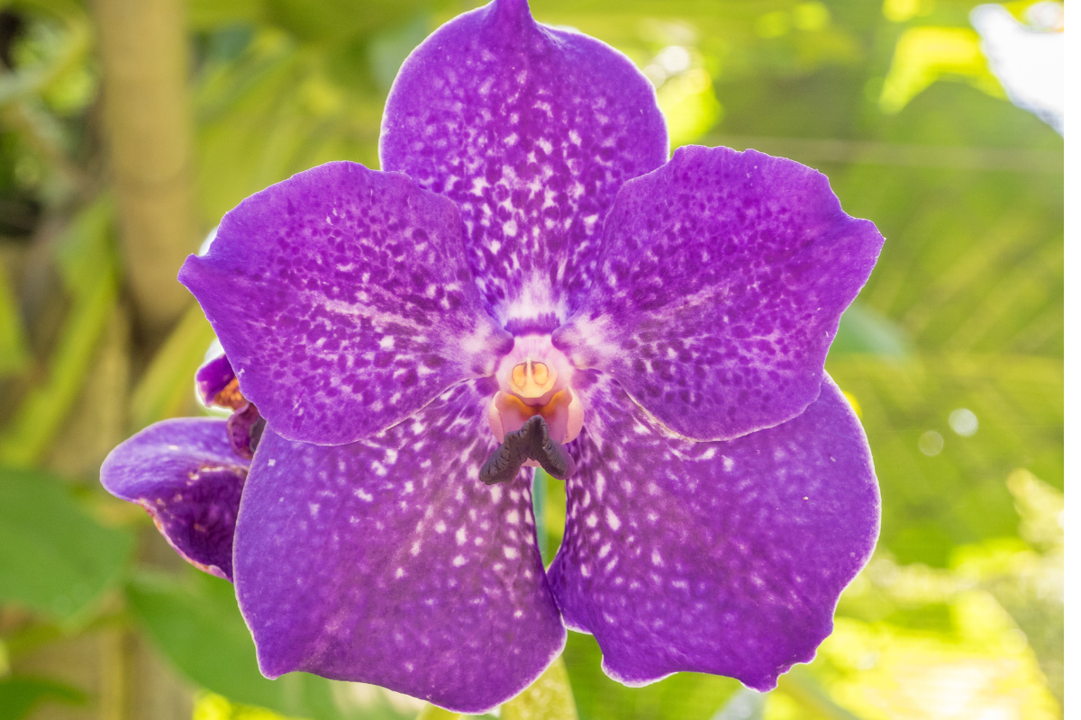 Alamanda: conheça as características e como cultivar essa bela flor em seu  quintal - agroejardim