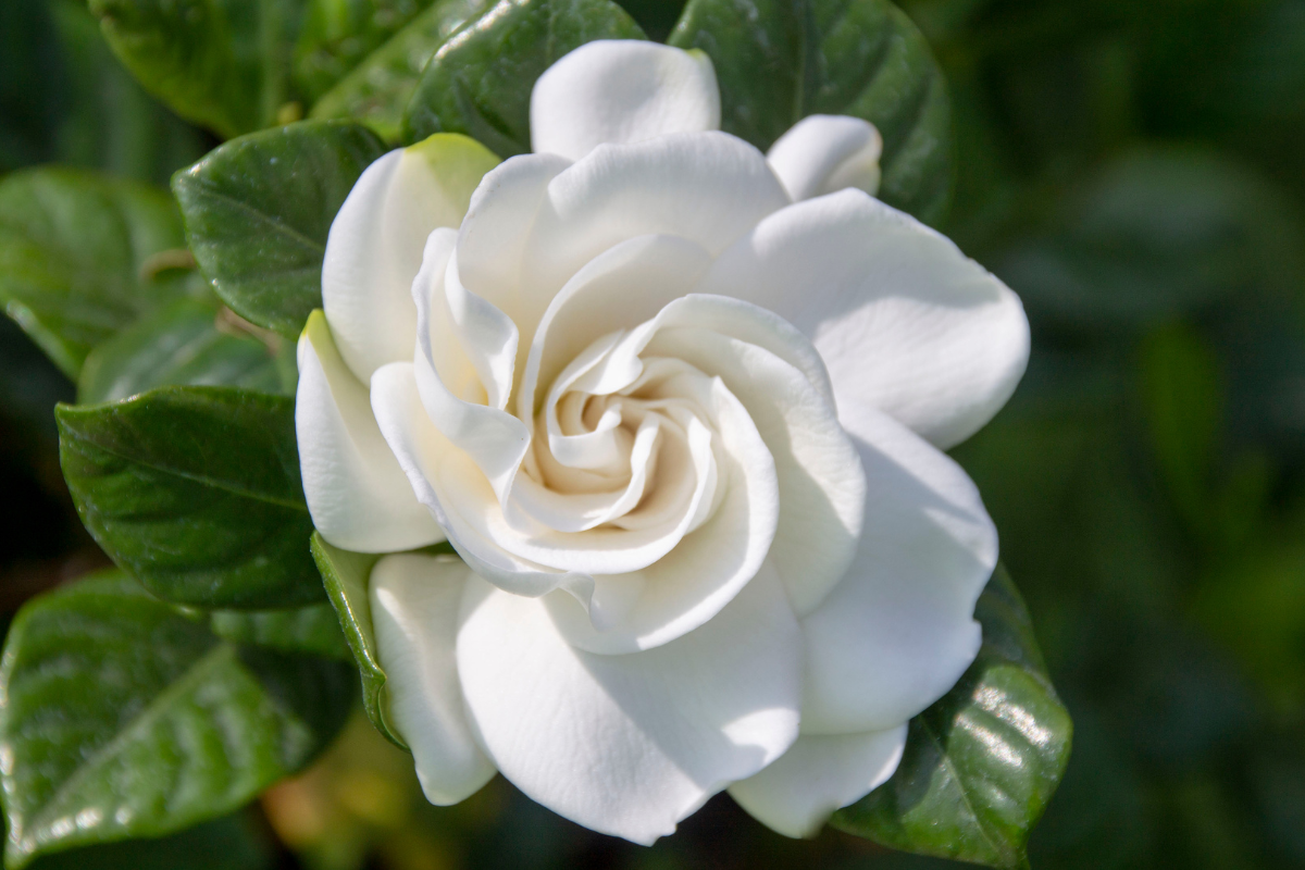 Flor de gardênia: saiba tudo que precisa para começar a plantá-la o quanto  antes - agroejardim