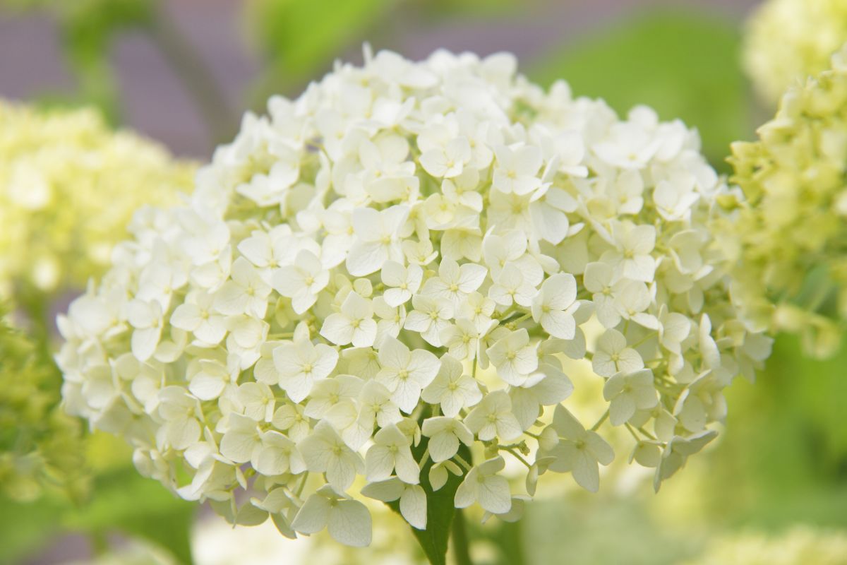 Rastline z belimi cvetovi za okrasitev okolja: preverite jih zdaj - Vir: Canva