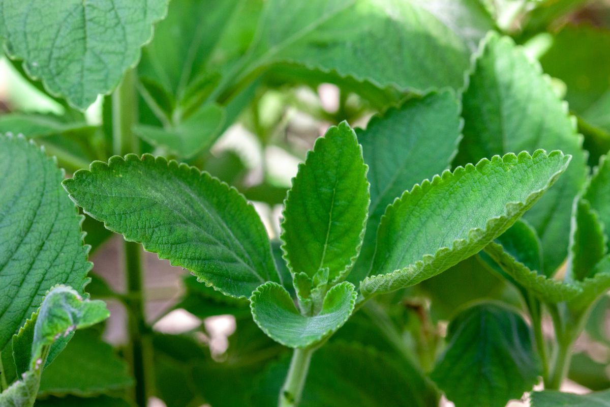 Por que existem plantas sensíveis a ataques de pragas? confira como evitar com essas dicas - Fonte: Canva