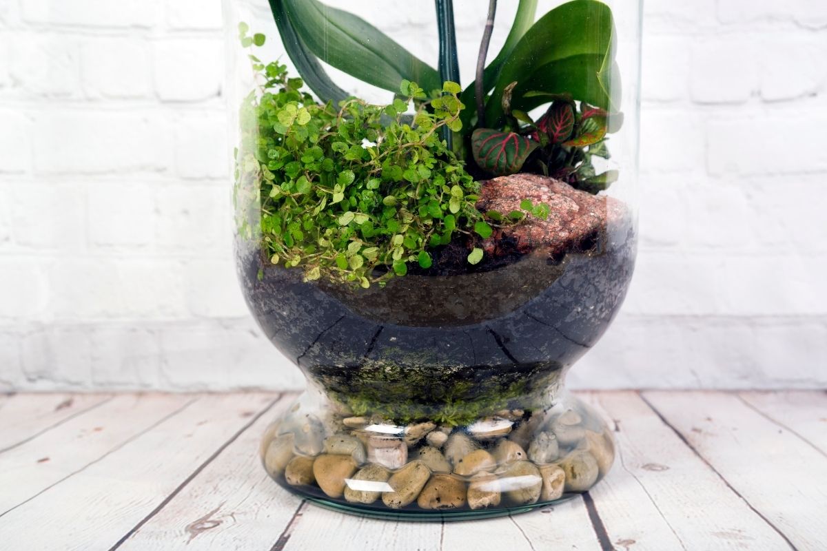 terrário fechado-Foto Canva Pro