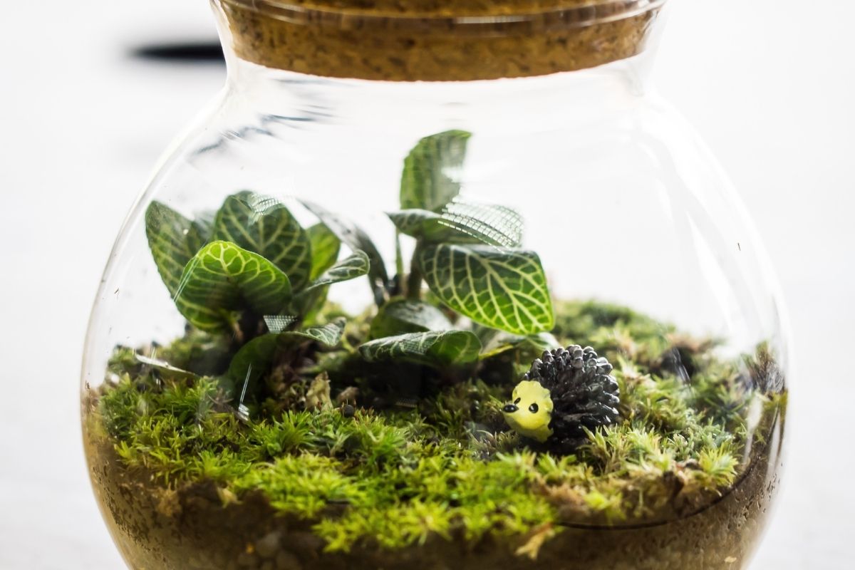 terrário fechado-Foto Canva Pro