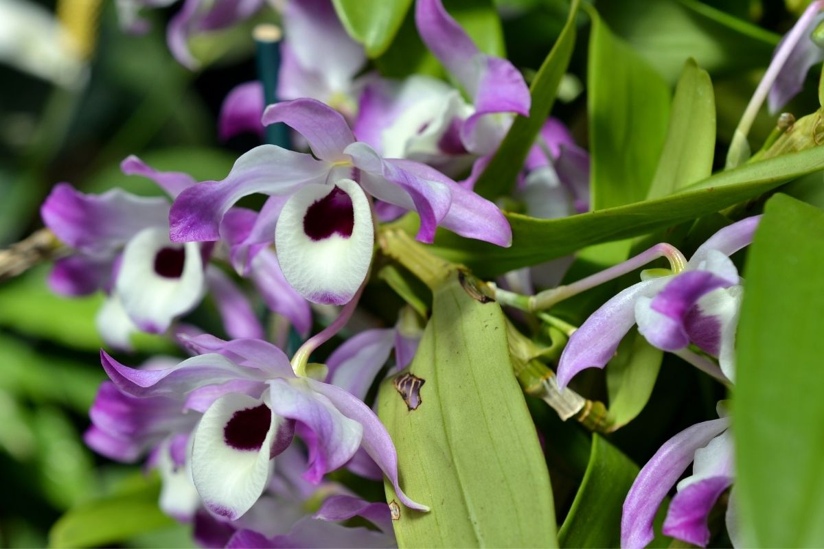 orquídea olho de boneca-Foto Canva Pro