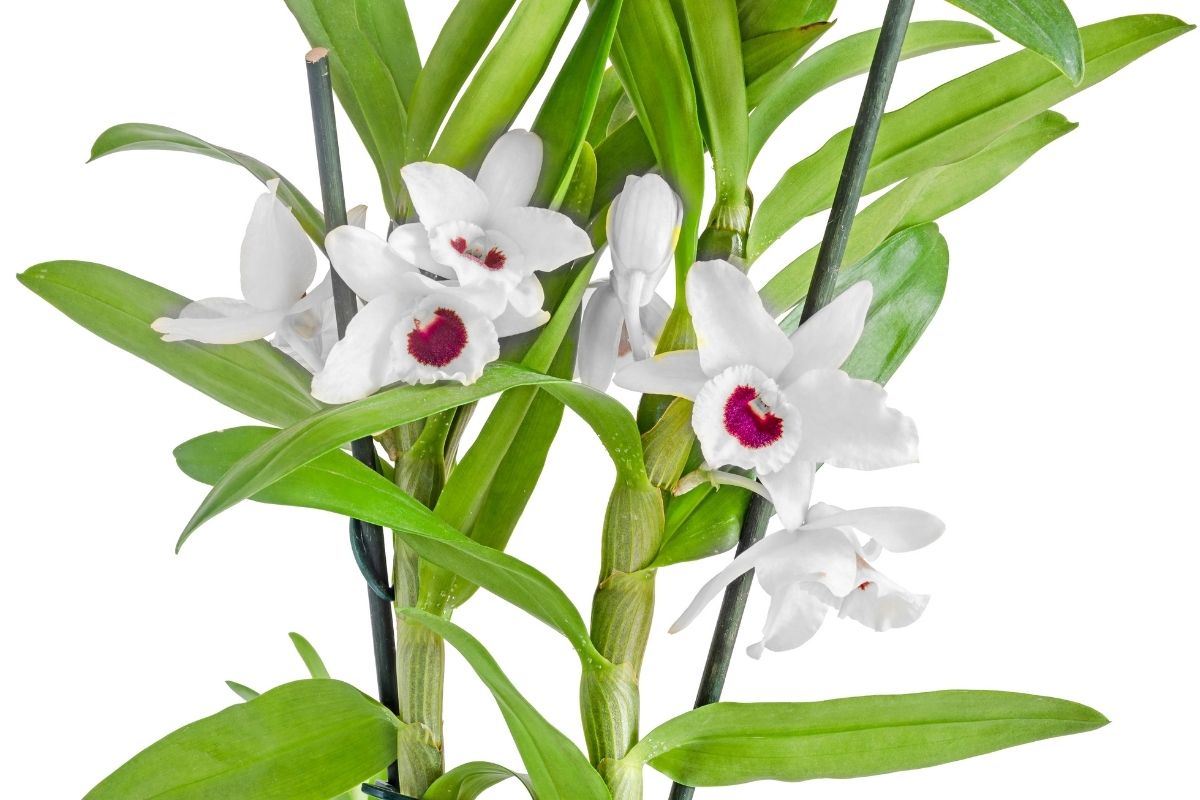 orquídea olho de boneca-Foto Canva Pro