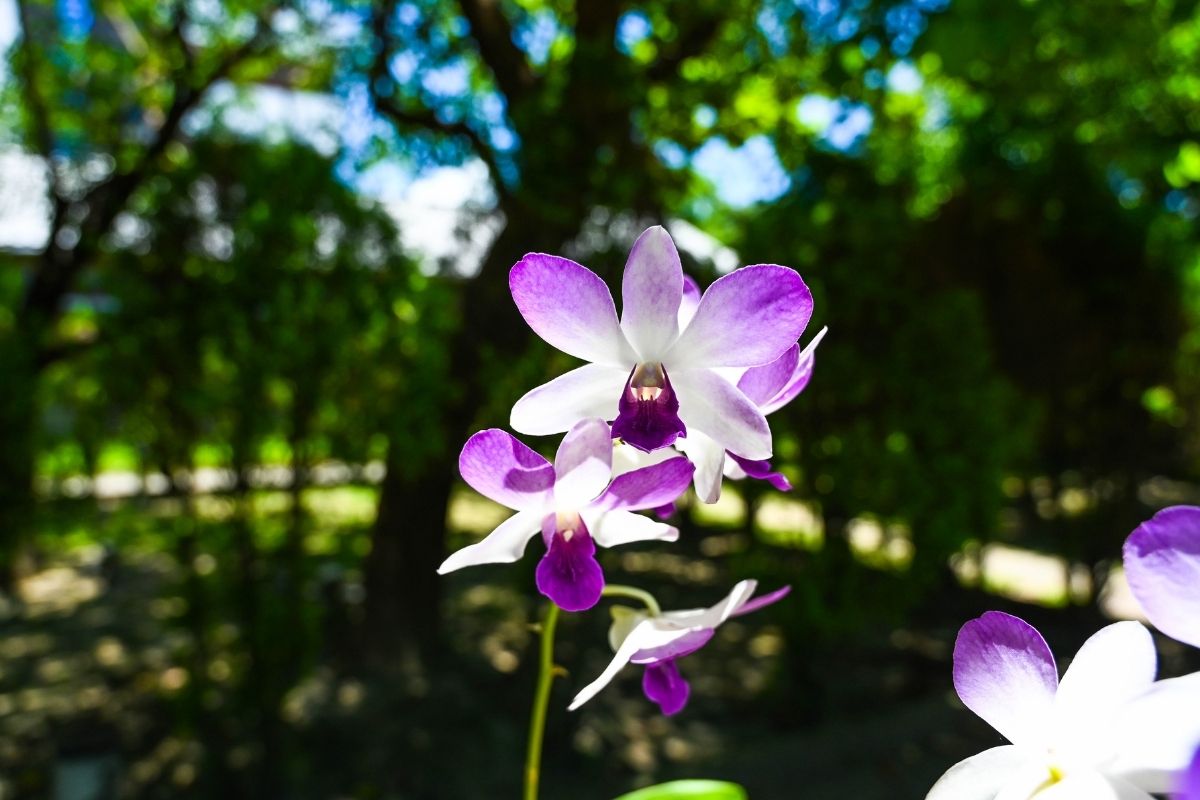 orquídea olho de boneca-Foto Canva Pro