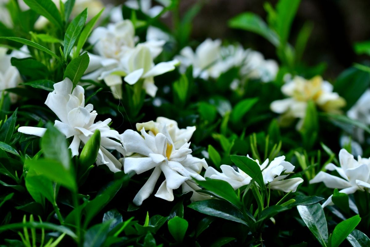 gardênia-Foto Canva Pro