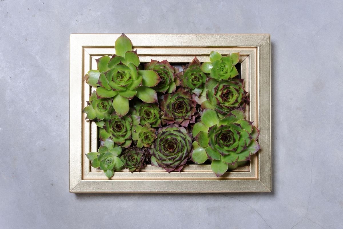 jardim vertical-Foto Canva Pro