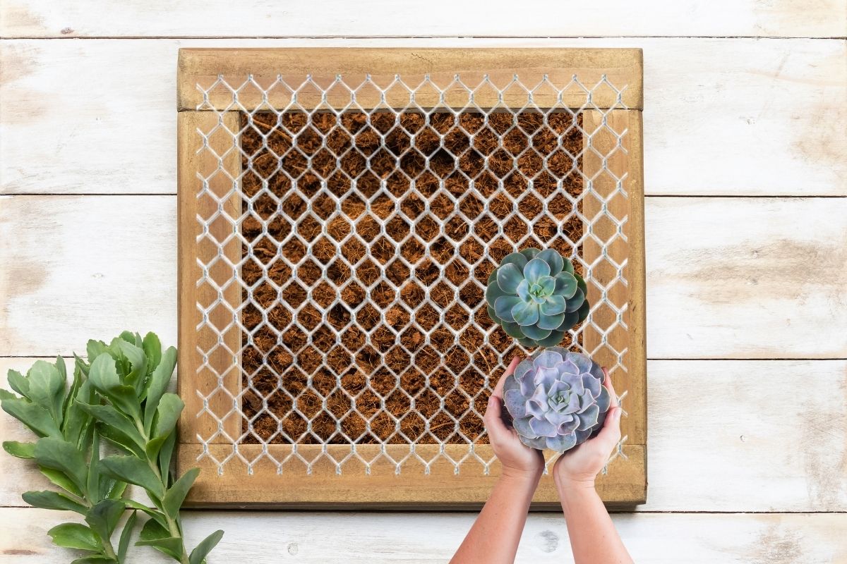 jardim vertical-Foto Canva Pro