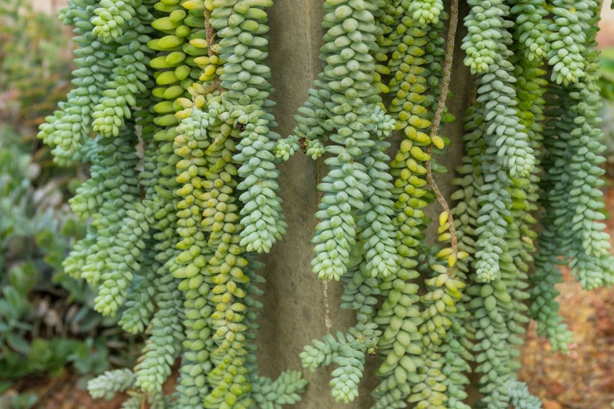 suculenta dedinho-de-moça-Foto Canva Pro