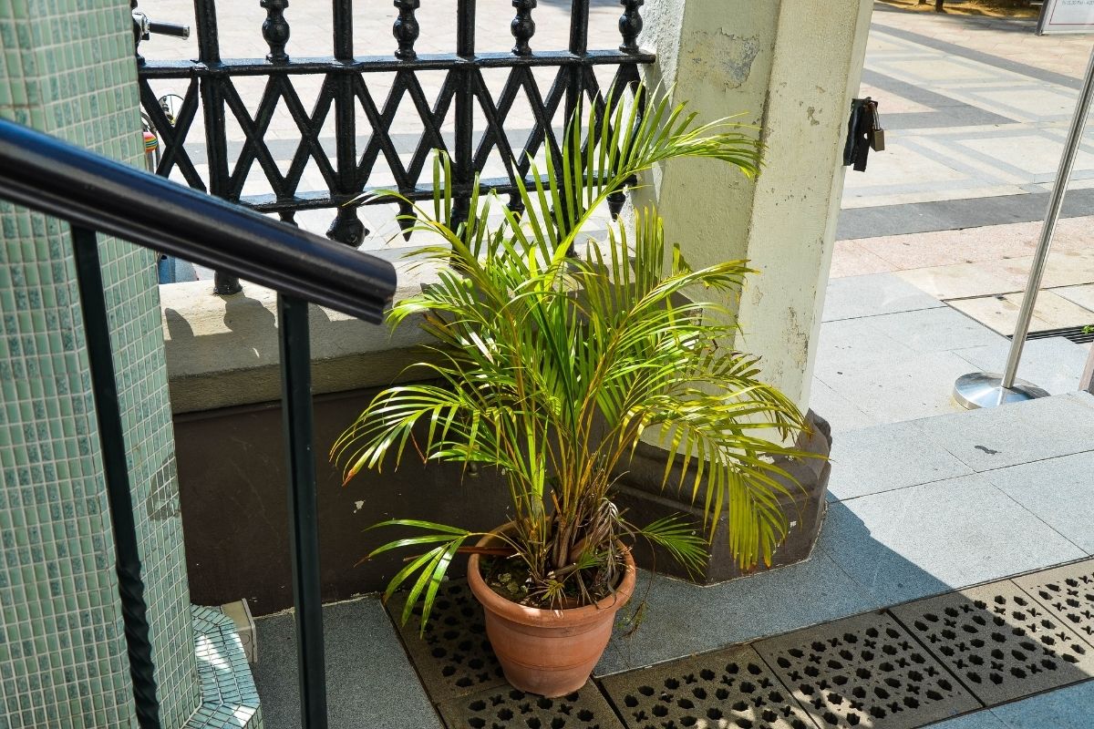 areca-bambu-Foto Canva Pro