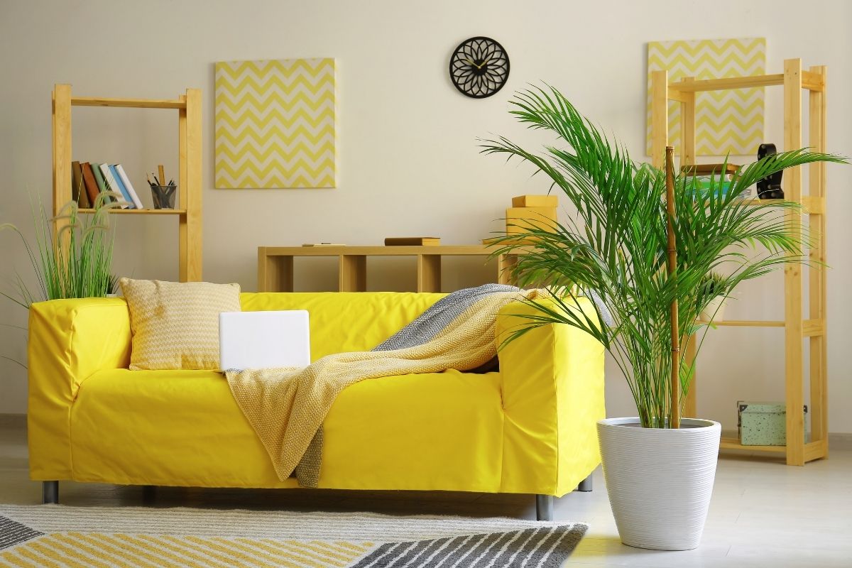 areca-bambu-Foto Canva Pro