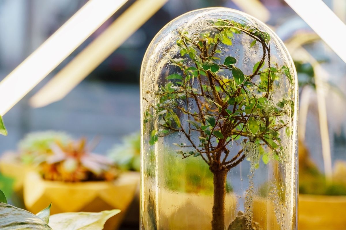 terrário fechado-Foto Canva Pro