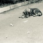 Abandono de animais - Reprodução Pixabay