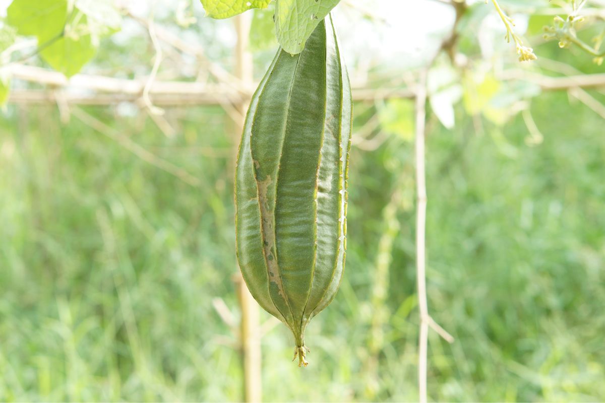 Como plantar bucha vegetal (Reprodução Canva Pro)