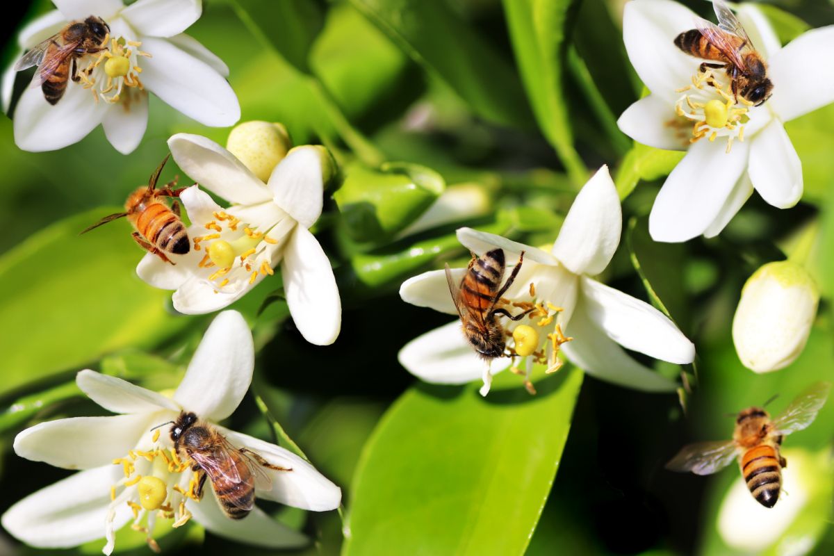 São Paulo vai priorizar plantação de árvores que possam atrair abelhas à cidade. Foto: Canva São Paulo vai priorizar plantação de árvores que possam atrair abelhas à cidade. Foto: Canva