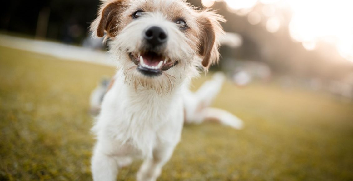 Paciente recebe visita dos cachorros em hospital de Goiânia e se emociona: "Transmitem uma energia positiva" - Imagem do Canva