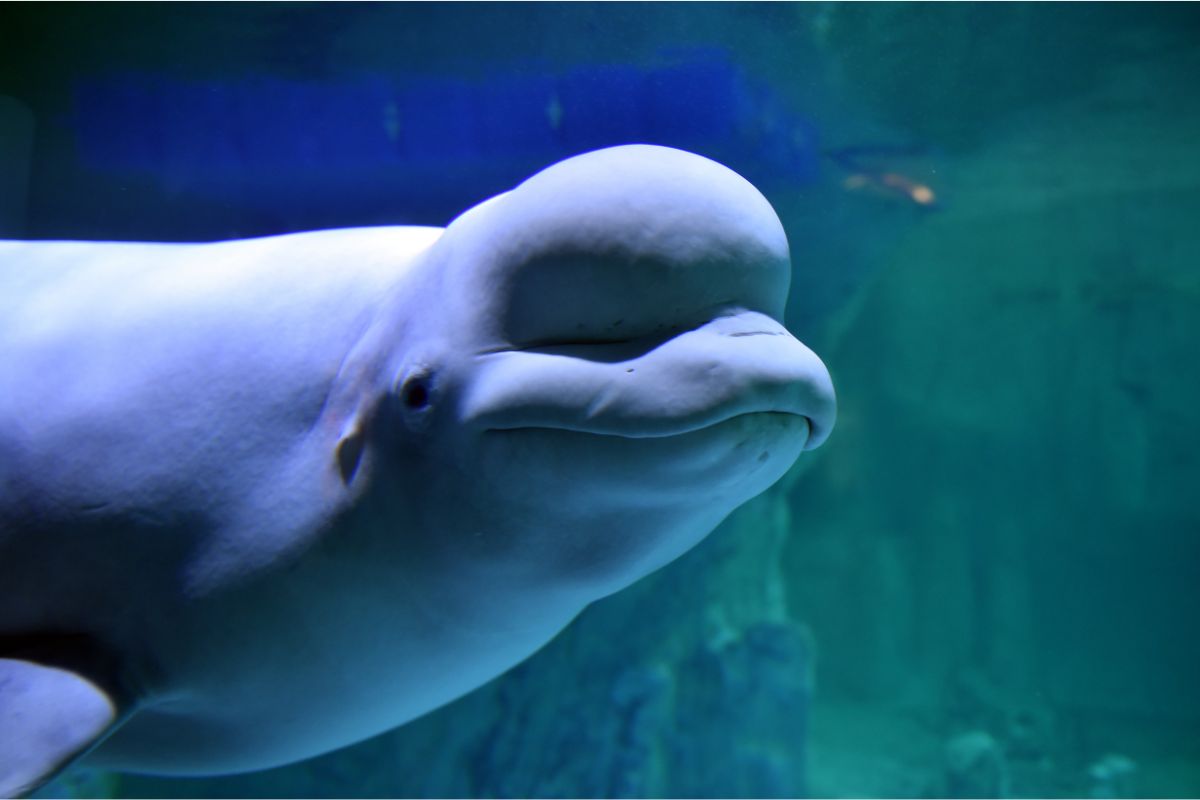 Baleia beluga. Foto: Canva Baleia beluga. Foto: Canva