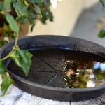 Dengue tem redução de 95% dos casos em São José, diz prefeitura. Imagem: Canva