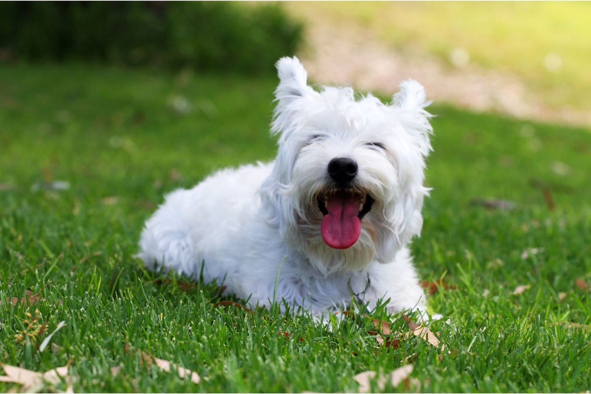 Paciente recebe visita dos cachorros em hospital de Goiânia e se emociona: "Transmitem uma energia positiva" - Imagem do Canva Paciente recebe visita dos cachorros em hospital de Goiânia e se emociona: "Transmitem uma energia positiva" - Imagem do Canva