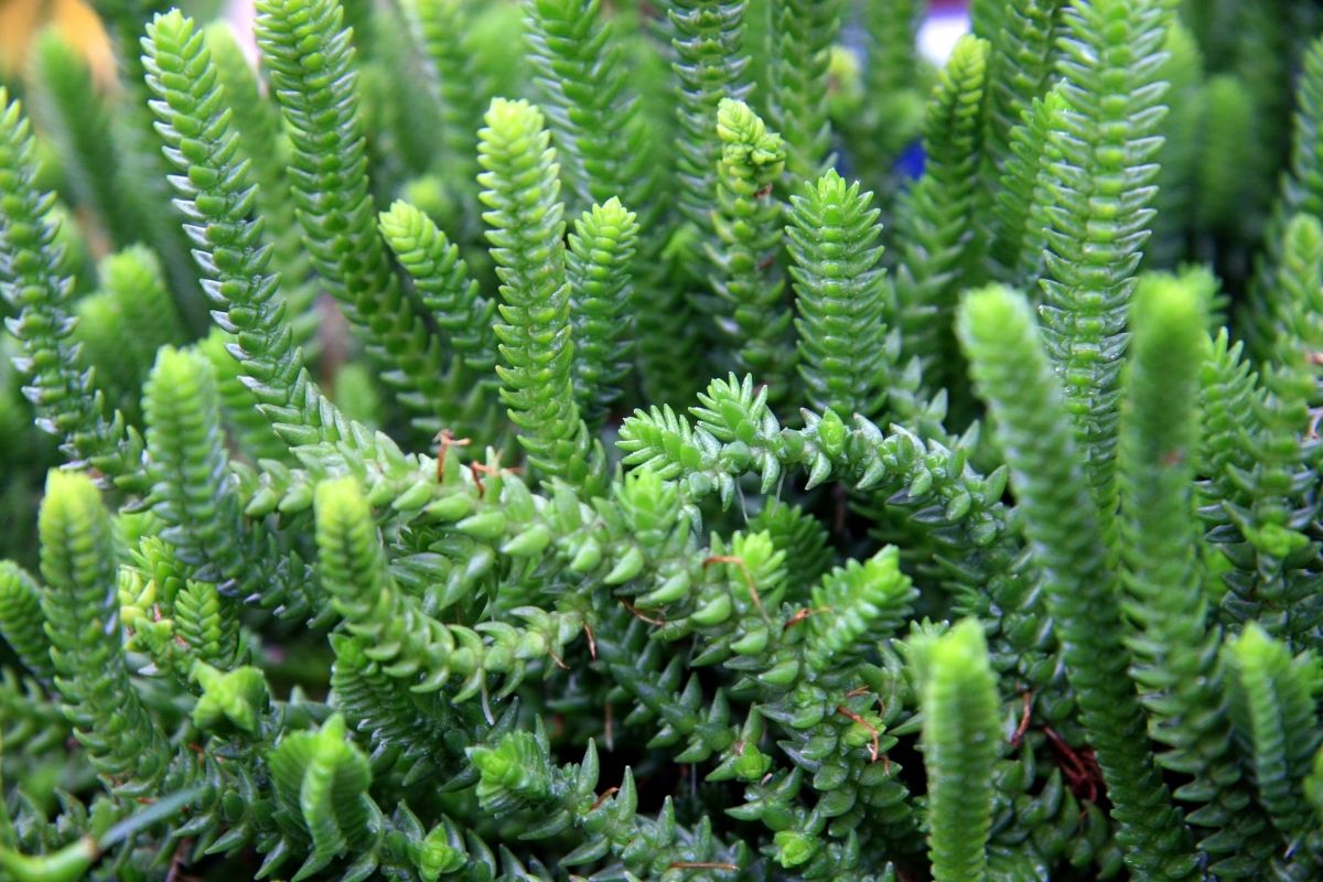 Como cultivar a planta rabo-de-burro (Reprodução Canva Pro)