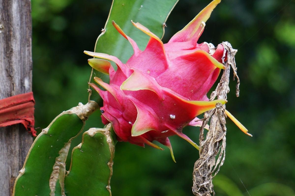 Plantar pitaya (reprodução Canva Pro)