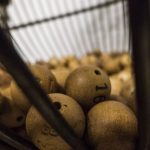 Resultado da Lotomania: concurso 2455 acumula e prêmio chega a R$ 5,3 milhões; confira. Foto: Canva