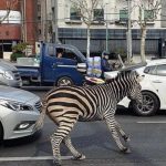 Deu zebra: animal foge de zoológico em Seul e vídeo faz sucesso nas redes. Foto: Twitter