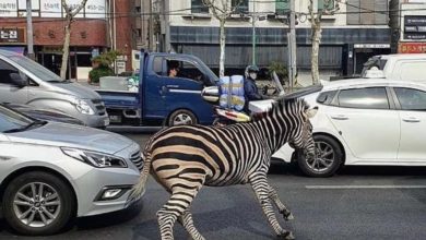 Deu zebra: animal foge de zoológico em Seul e vídeo faz sucesso nas redes. Foto: Twitter