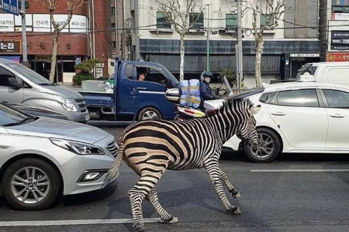 Deu zebra: animal foge de zoológico em Seul e vídeo faz sucesso nas redes. Foto: Twitter