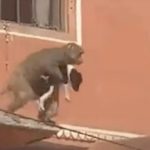 Índia: macaco rouba cachorro na Índia e vídeo vira ‘febre’ no TikTok; confira. Foto: Reprodução Tik Tok