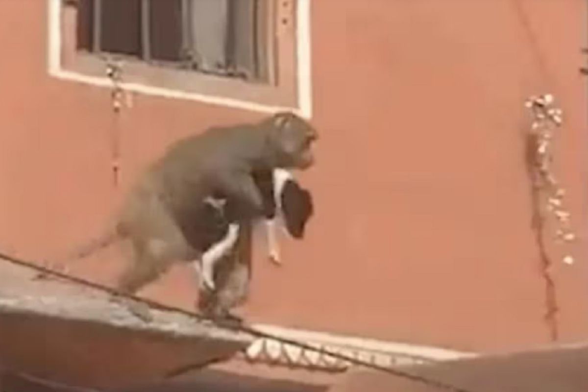Índia: macaco rouba cachorro na Índia e vídeo vira ‘febre’ no TikTok; confira. Foto: Reprodução Tik Tok