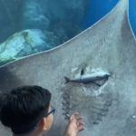 Arraia come peixe em aquário da Tailândia e vídeo viraliza; confira. Reprodução Instagram