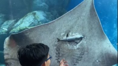 Arraia come peixe em aquário da Tailândia e vídeo viraliza; confira. Reprodução Instagram