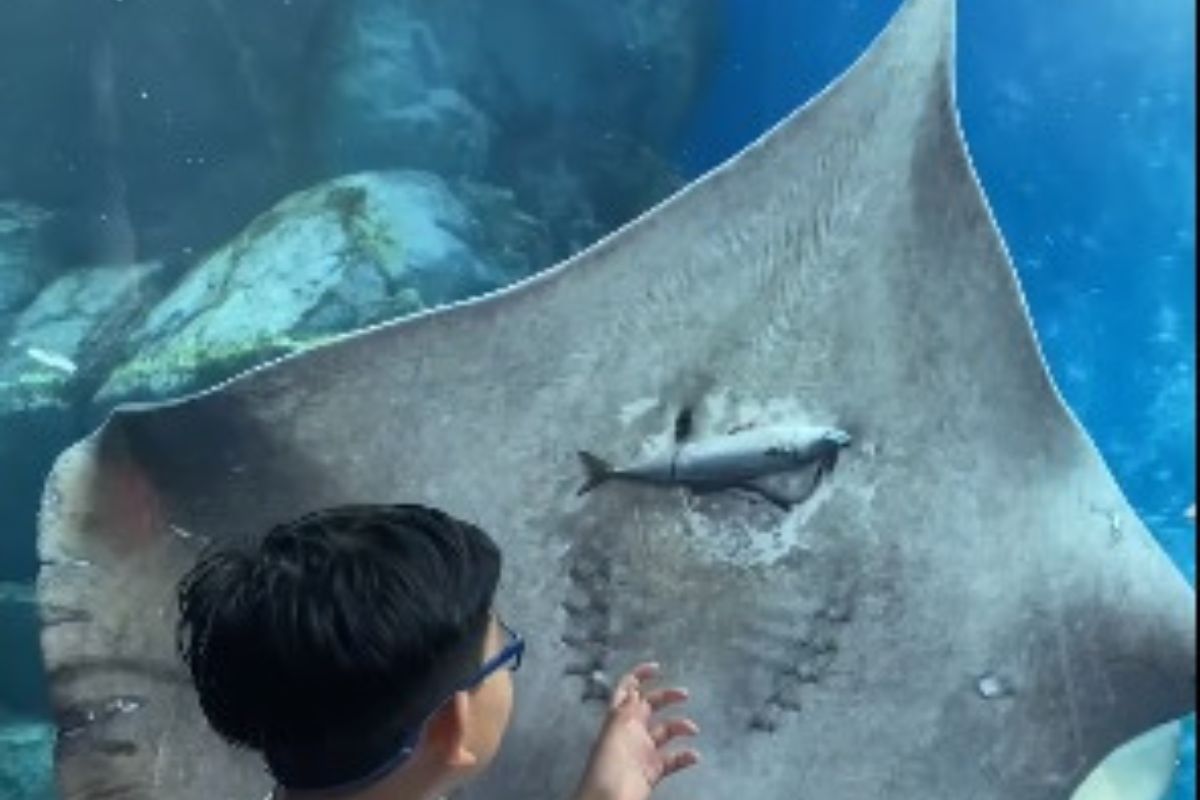 Arraia come peixe em aquário da Tailândia e vídeo viraliza; confira. Reprodução Instagram