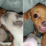 Viralizou no Reels do Instagram - Imagem Reprodução Instagram