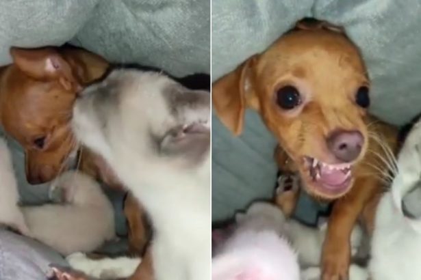 Viralizou no Reels do Instagram - Imagem Reprodução Instagram