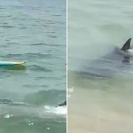 Viralizou no Tik Tok ataque de tubarão - Imagem Reprodução Instagram