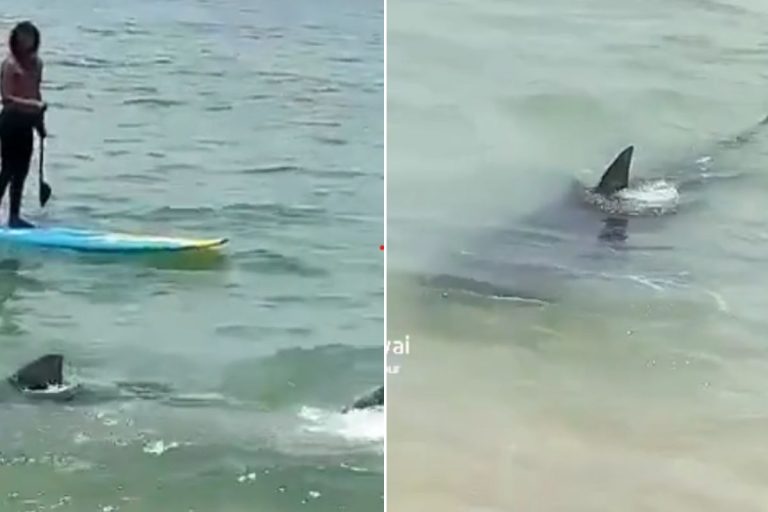Viralizou no Tik Tok ataque de tubarão - Imagem Reprodução Instagram
