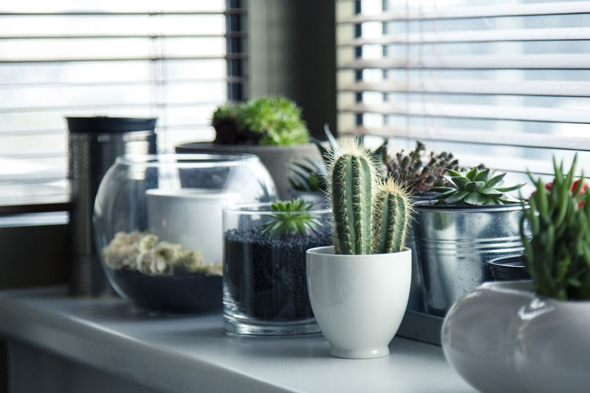 Suculentas; confira essas dicas simples para cuidar bem da planta em casa. Foto: Pixabay