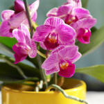 Orquídea - Foto: CANVA