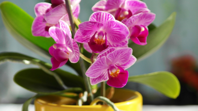Orquídea - Foto: CANVA
