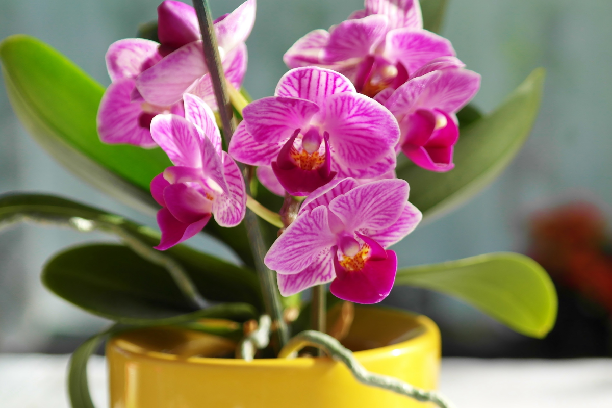 Orquídea - Foto: CANVA