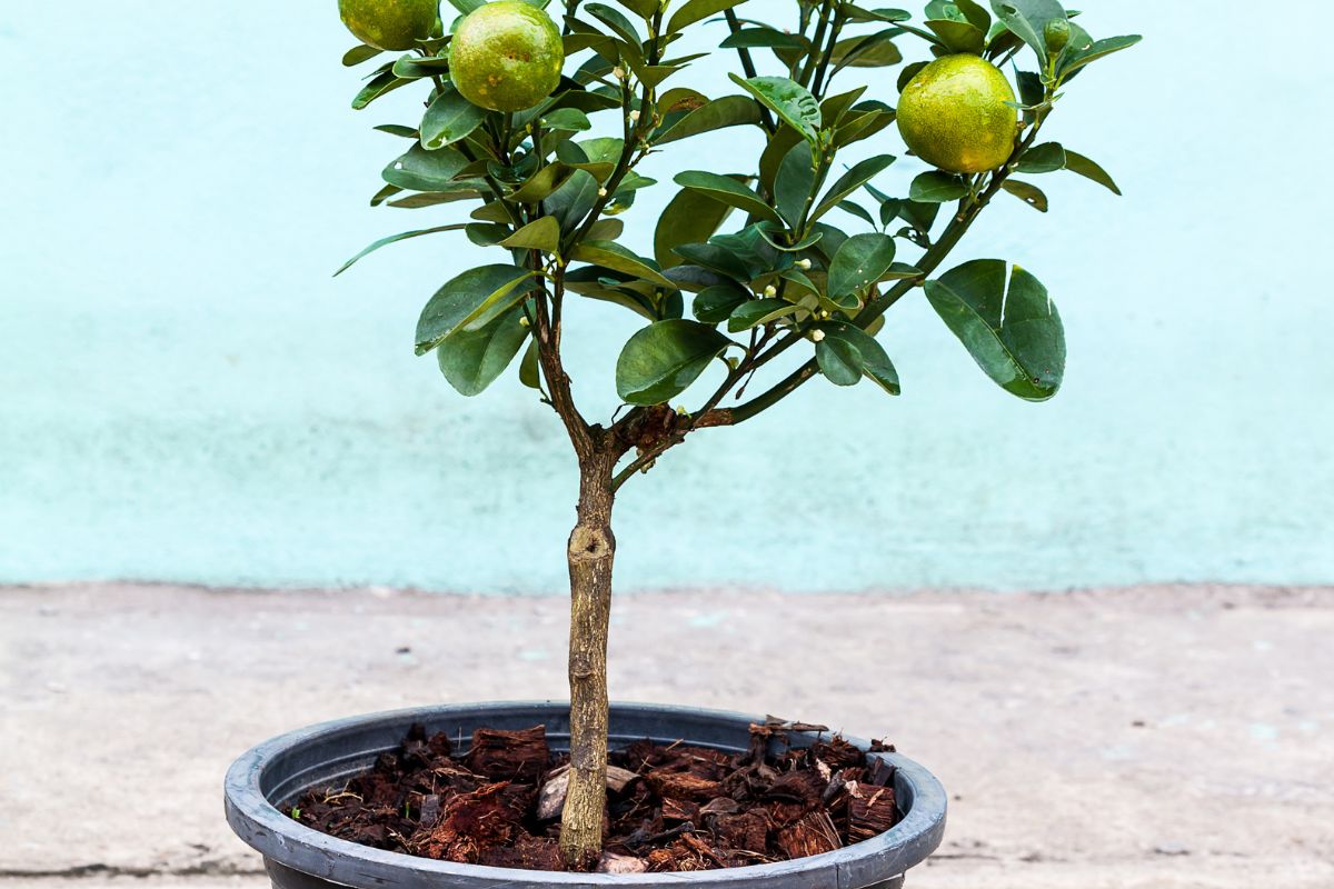 Saúde e sabor em um só lugar: como plantar limão em vaso e colher frutos frescos e cheios de benefícios- Canva Pro