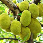 Jaca caseira: uma fruta rica em nutrientes que pode ser cultivada facilmente no seu quintal - Canva Pro