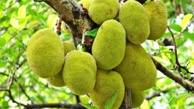 Jaca caseira: uma fruta rica em nutrientes que pode ser cultivada facilmente no seu quintal - Canva Pro