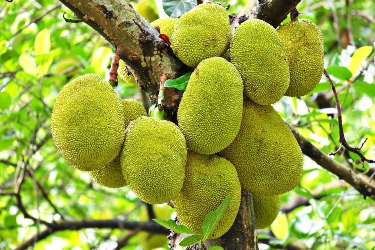 Jaca caseira: uma fruta rica em nutrientes que pode ser cultivada facilmente no seu quintal - Canva Pro