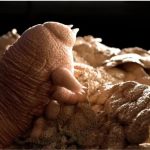 Um cientista raspou um cravo em sua testa e o filmou sob um microscópio. Eis o resultado