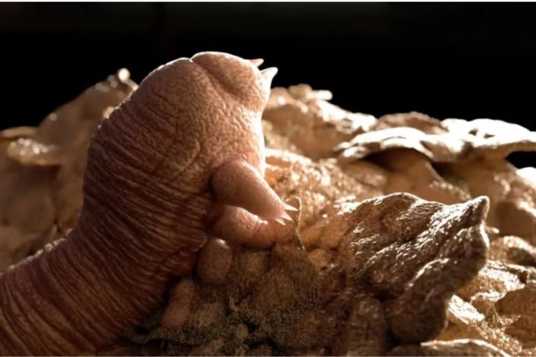 Um cientista raspou um cravo em sua testa e o filmou sob um microscópio. Eis o resultado